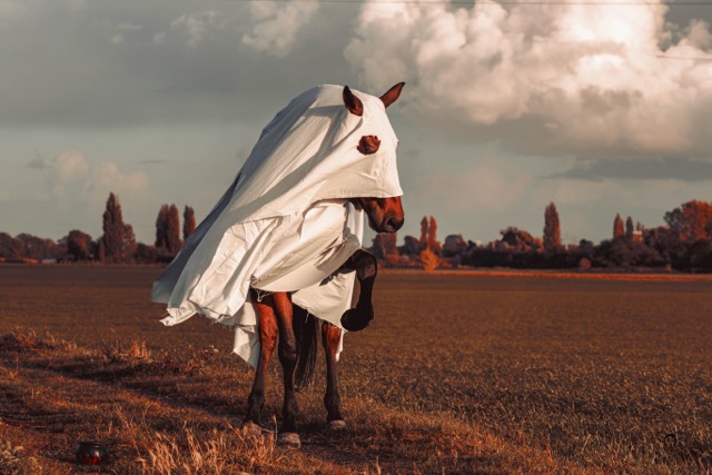 51 0A8A6005 sans alix Moyenne